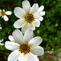 Bidens x 'Pirate's Pearl' fleur